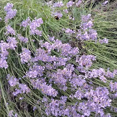 Rocca Fiorita - Casetta Indipendente Con Giardino E Parcheggio アパート Baiardo