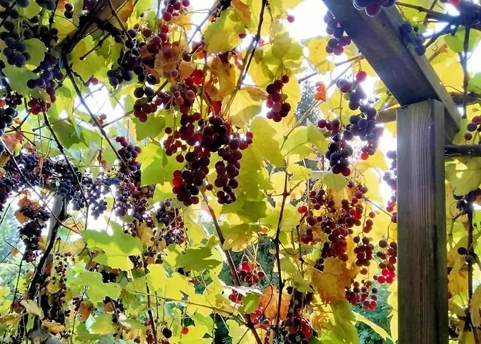 Rocca Fiorita - Casetta Indipendente Con Giardino E Parcheggio Lejlighed Baiardo
