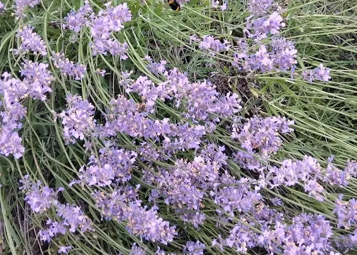Rocca Fiorita - Casetta Indipendente Con Giardino E Parcheggio Apartment Baiardo